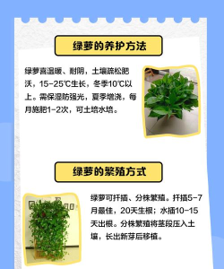 绿萝卜是什么游戏,简单玩法介绍,独特魅力解析 绿萝卜是什么游戏,简单玩法介绍,独特魅力解析