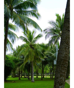 榕树绿荫是什么游戏,轻松休闲的放置玩法,治愈心灵的绿色世界 榕树绿荫是什么游戏,轻松休闲的放置玩法,治愈心灵的绿色世界