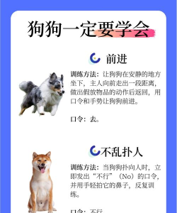 狗狗黄蜂游戏怎么玩,新手入门指南,快速上手技巧 狗狗黄蜂游戏怎么玩,新手入门指南,快速上手技巧