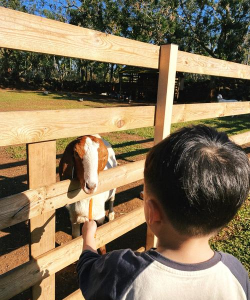 动物能做些什么游戏,互动乐趣多,增进情感交流 动物能做些什么游戏,互动乐趣多,增进情感交流