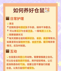 养老鼠游戏攻略,新手入门指南,快速上手技巧 养老鼠游戏攻略,新手入门指南,快速上手技巧