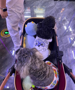 口袋玩偶游戏攻略,新手入门技巧,快速上手方法 口袋玩偶游戏攻略,新手入门技巧,快速上手方法