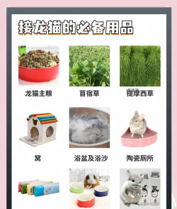 龙猫游戏攻略,新手入门指南,快速上手技巧 龙猫游戏攻略,新手入门指南,快速上手技巧