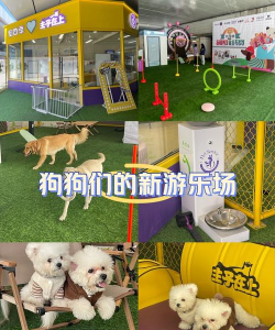 阳光狗是什么游戏,玩法简单吗,适合哪些人 阳光狗是什么游戏,玩法简单吗,适合哪些人