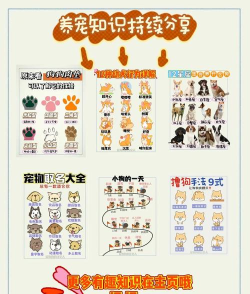 温泉动物游戏攻略,新手入门指南,快速上手技巧 温泉动物游戏攻略,新手入门指南,快速上手技巧