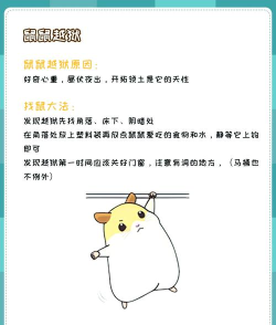 仓鼠房间游戏攻略,新手入门指南,快速上手技巧 仓鼠房间游戏攻略,新手入门指南,快速上手技巧