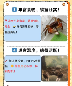 海蟹养成游戏攻略,掌握核心玩法,轻松提升养成效率 海蟹养成游戏攻略,掌握核心玩法,轻松提升养成效率