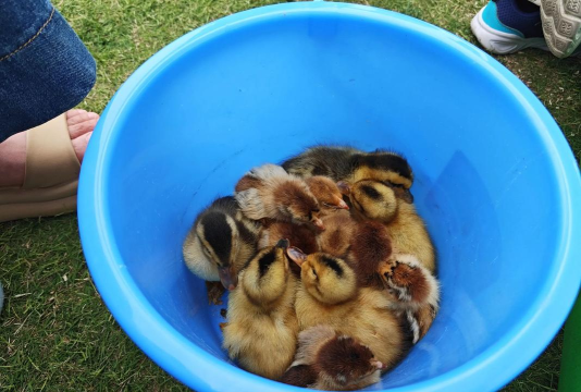 鳄鱼狗鸭子什么游戏,玩法简单,适合亲子互动 鳄鱼狗鸭子什么游戏,玩法简单,适合亲子互动