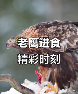 老鹰怎么抓,了解习性,掌握方法 老鹰怎么抓,了解习性,掌握方法