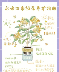 桂花树怎么种植,选对时间地点,掌握关键步骤 桂花树怎么种植,选对时间地点,掌握关键步骤
