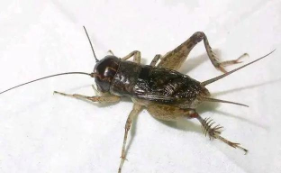 怎么斗蛐蛐,掌握基本规则,享受传统乐趣 怎么斗蛐蛐,掌握基本规则,享受传统乐趣