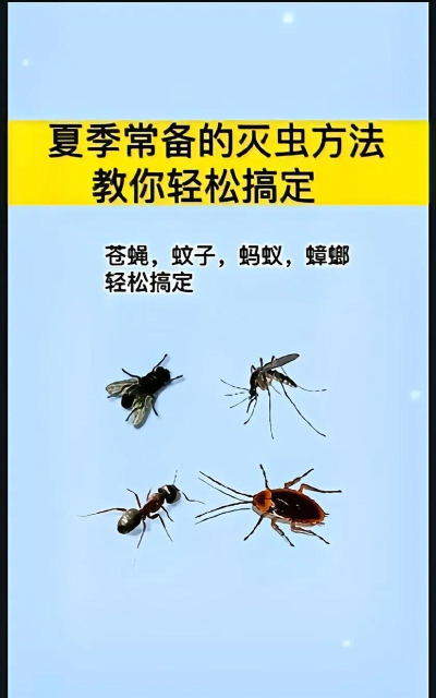 怎么抓苍蝇,快速有效方法,家庭实用技巧 怎么抓苍蝇,快速有效方法,家庭实用技巧