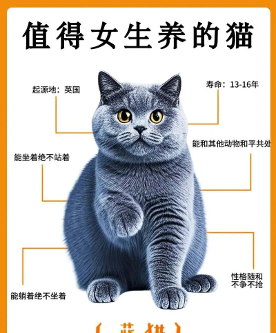 蓝猫怎么样,性格特点,饲养建议 蓝猫怎么样,性格特点,饲养建议