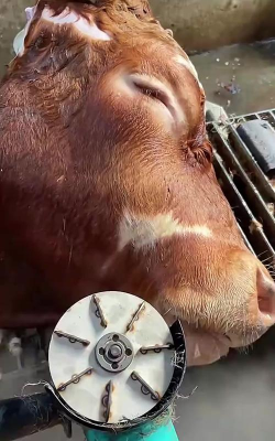 牛头毛如何快速去除,常见方法对比,选择建议 牛头毛如何快速去除,常见方法对比,选择建议