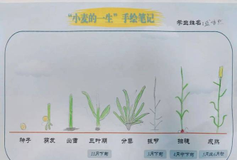 小麦怎么种,选对时间,掌握方法 小麦怎么种,选对时间,掌握方法
