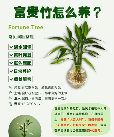 怎么种竹子,选对品种,掌握关键技巧 怎么种竹子,选对品种,掌握关键技巧