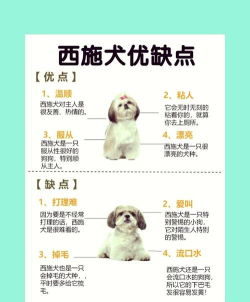 狮子狗怎么玩,掌握核心技巧,快速上手实战 狮子狗怎么玩,掌握核心技巧,快速上手实战