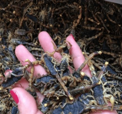 如何做蝎子,处理技巧,安全食用 如何做蝎子,处理技巧,安全食用