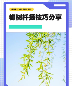 如何插柳,掌握关键技巧,轻松实现成活 如何插柳,掌握关键技巧,轻松实现成活