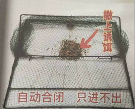 怎么捕鸟,常见方法介绍,实用技巧分享 怎么捕鸟,常见方法介绍,实用技巧分享