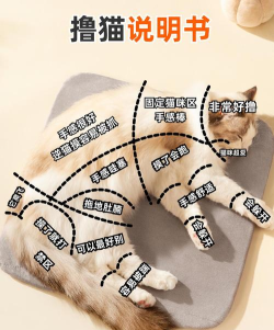 如何搞猫,新手必看,轻松上手 如何搞猫,新手必看,轻松上手