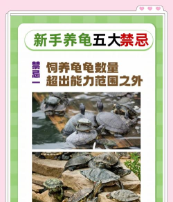 乌龟怎么打,常见误区,实用技巧 乌龟怎么打,常见误区,实用技巧