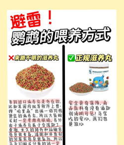 小鸟怎么喂,掌握正确方法,避免喂养误区 小鸟怎么喂,掌握正确方法,避免喂养误区