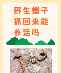 蝎子如何抓,安全第一,方法要准 蝎子如何抓,安全第一,方法要准