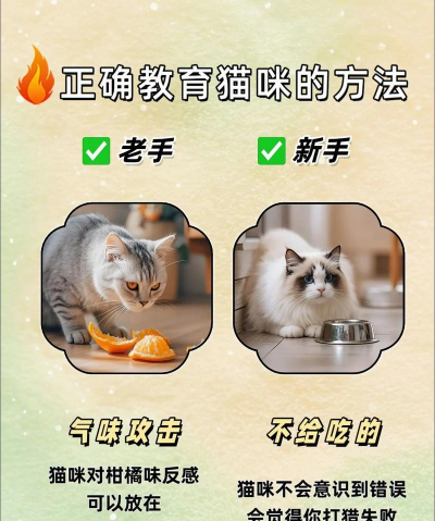 怎么驯服猫,建立信任关系,让它更亲近你 怎么驯服猫,建立信任关系,让它更亲近你