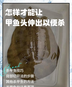 怎么抓甲鱼,掌握实用技巧,轻松捕获不费力 怎么抓甲鱼,掌握实用技巧,轻松捕获不费力