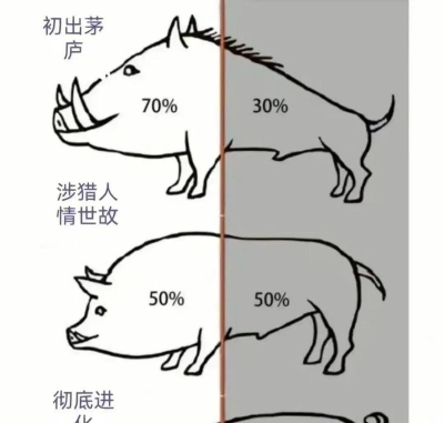 猪怎么来的,从野猪驯化,到现代养殖 猪怎么来的,从野猪驯化,到现代养殖