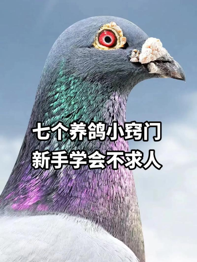 鸽子怎么抓,常见方法分享,实用技巧解析 鸽子怎么抓,常见方法分享,实用技巧解析