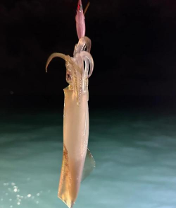 怎么钓鱿鱼,掌握核心技巧,新手也能有收获 怎么钓鱿鱼,掌握核心技巧,新手也能有收获