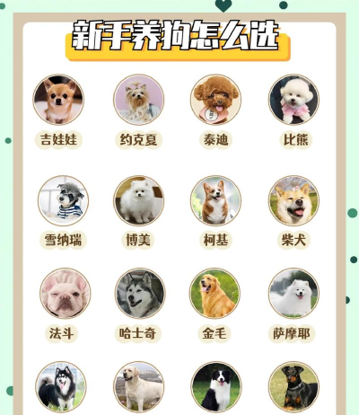如何挑选宠物,考虑家庭条件,找到合适伙伴 如何挑选宠物,考虑家庭条件,找到合适伙伴