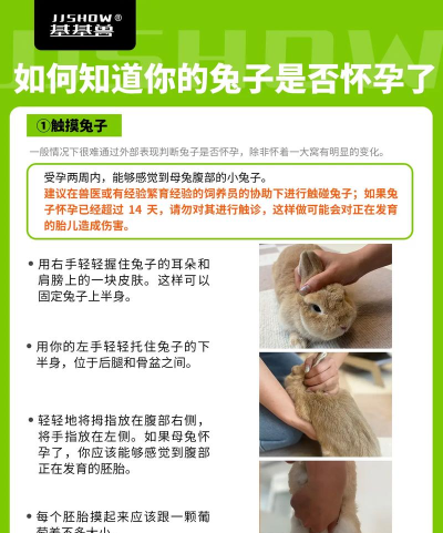 怎么养小兔子,新手入门指南,常见问题解答 怎么养小兔子,新手入门指南,常见问题解答