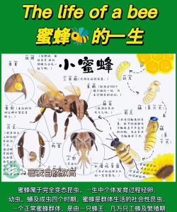 蜜蜂怎么繁殖,了解自然规律,掌握人工技巧 蜜蜂怎么繁殖,了解自然规律,掌握人工技巧