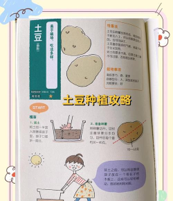土豆怎么种的,选对品种,掌握关键步骤 土豆怎么种的,选对品种,掌握关键步骤