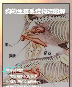 狗是如何繁殖,了解基本过程,掌握关键要点 狗是如何繁殖,了解基本过程,掌握关键要点