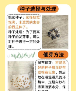 西瓜籽怎么种,选对时机,轻松发芽 西瓜籽怎么种,选对时机,轻松发芽
