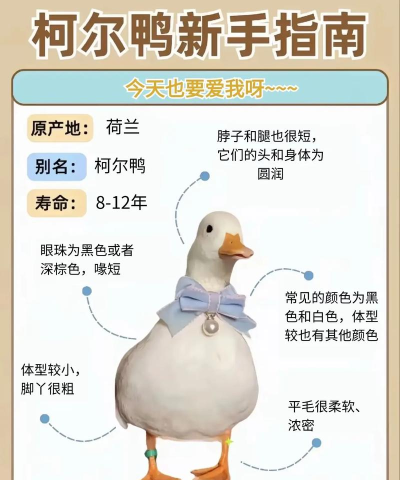 怎么养小鸭子,新手入门指南,常见问题解答 怎么养小鸭子,新手入门指南,常见问题解答