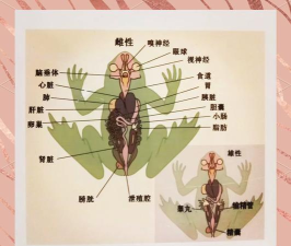 如何泥蛙,养殖方法,常见问题解答 如何泥蛙,养殖方法,常见问题解答