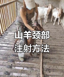 山羊如何去角,操作步骤详解,新手也能轻松上手 山羊如何去角,操作步骤详解,新手也能轻松上手