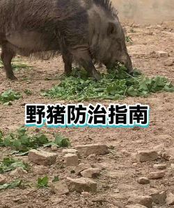 野猪怎么打,安全第一,方法要选对 野猪怎么打,安全第一,方法要选对