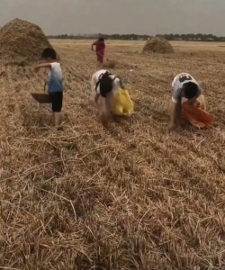 如何收麦,掌握关键步骤,确保颗粒归仓 如何收麦,掌握关键步骤,确保颗粒归仓