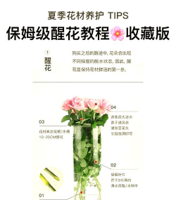怎么种玫瑰花,掌握关键技巧,轻松养出美丽花朵 怎么种玫瑰花,掌握关键技巧,轻松养出美丽花朵