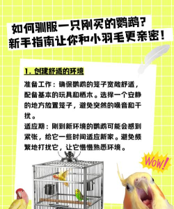 如何驯服鸟,建立信任关系,掌握关键技巧 如何驯服鸟,建立信任关系,掌握关键技巧