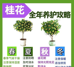 桂花树怎么种植,选对时间地点,轻松养出满园香 桂花树怎么种植,选对时间地点,轻松养出满园香
