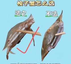 怎么捉螃蟹,掌握技巧,轻松上手 怎么捉螃蟹,掌握技巧,轻松上手