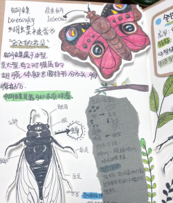 如何捉甲虫,找准时机,掌握方法 如何捉甲虫,找准时机,掌握方法