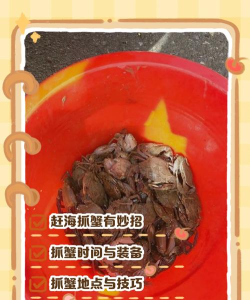 怎么逮螃蟹,掌握技巧方法,轻松收获满满 怎么逮螃蟹,掌握技巧方法,轻松收获满满